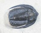 Cornuproetus Trilobite - Detailed Shell #10649-5